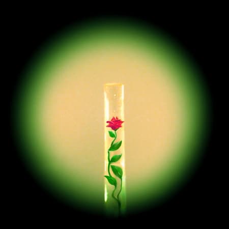 Rózsa egy hajszálban