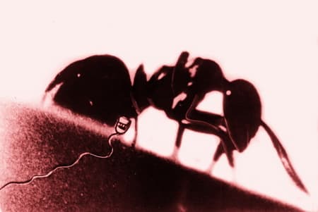 A világ legkisebb működő villanymotorja